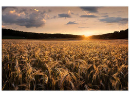 canvas-print-fields-of-gold-x