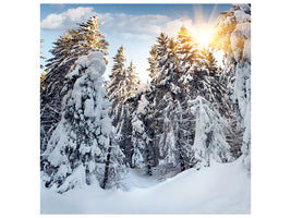 canvas-print-fir-in-snow