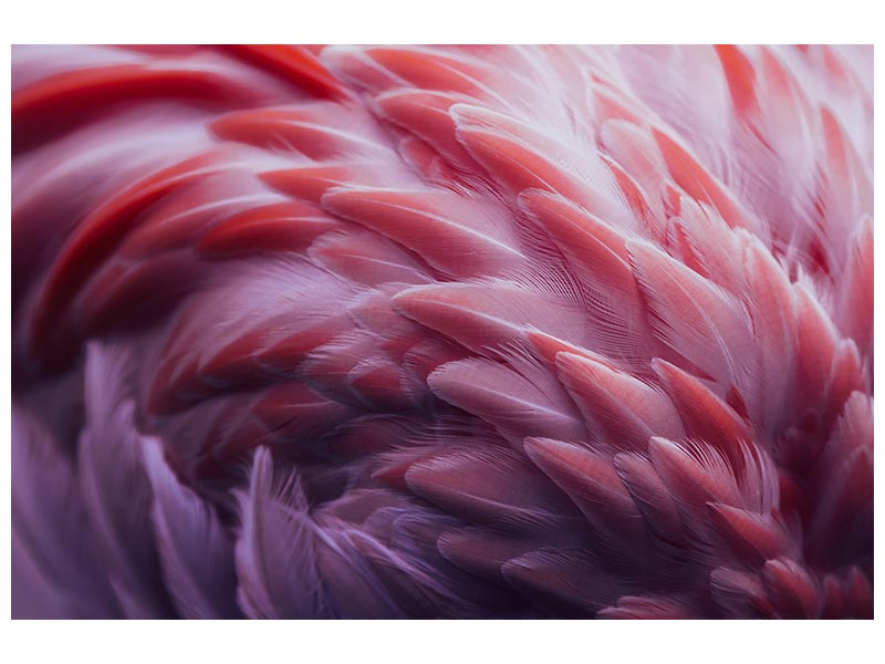 canvas-print-flamingo-xqw