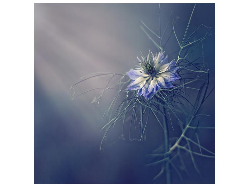 canvas-print-flower-x