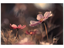 canvas-print-flowers-of-innocence-x