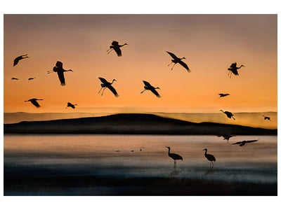 canvas-print-fly-in-at-sunset