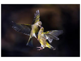 canvas-print-flying-kiss-11-x