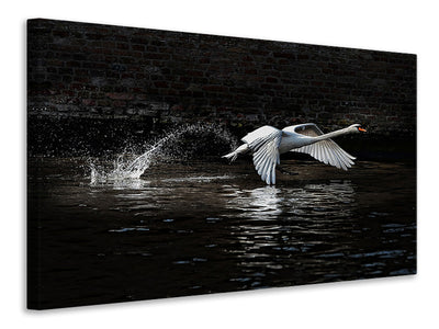 canvas-print-flying-swan