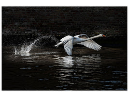 canvas-print-flying-swan