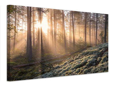 canvas-print-fog-in-the-forest-with-white-moss-in-the-forground-x