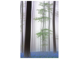 canvas-print-foggy-forest-x