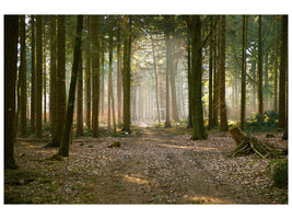 canvas-print-forest-run