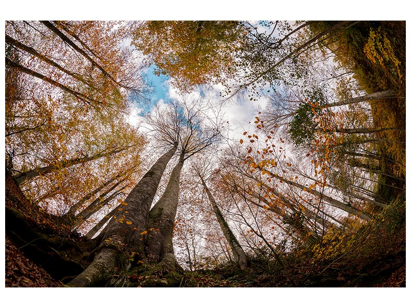 canvas-print-forest-xax