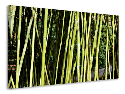 canvas-print-fresh-bamboo