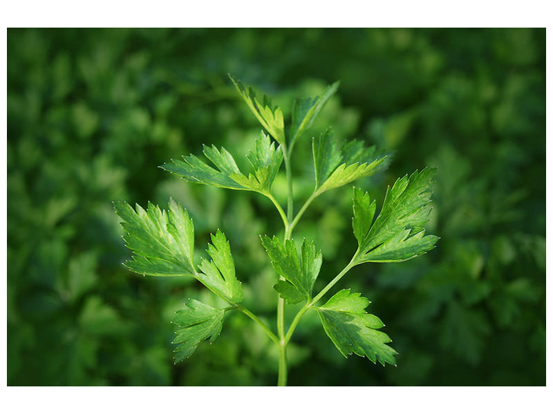 canvas-print-fresh-parsley