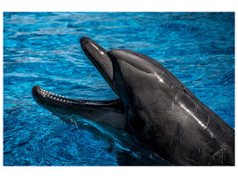 canvas-print-friendly-dolphin