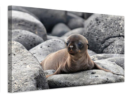 canvas-print-galapagos-sea-lion-pup-x