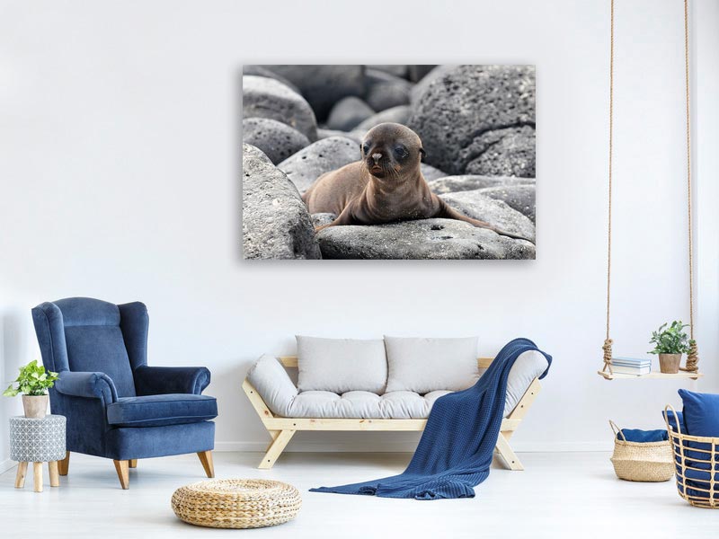 canvas-print-galapagos-sea-lion-pup-x