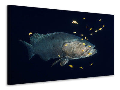 canvas-print-giant-grouper