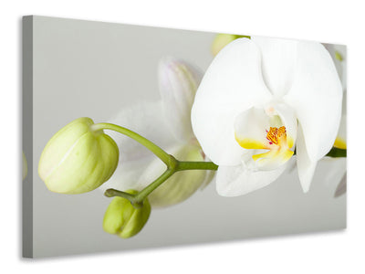 canvas-print-giant-orchid