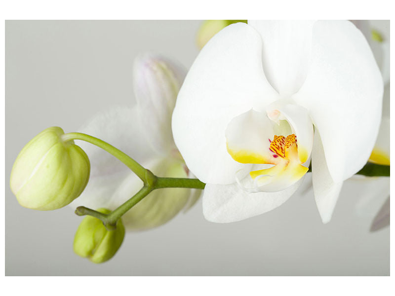 canvas-print-giant-orchid