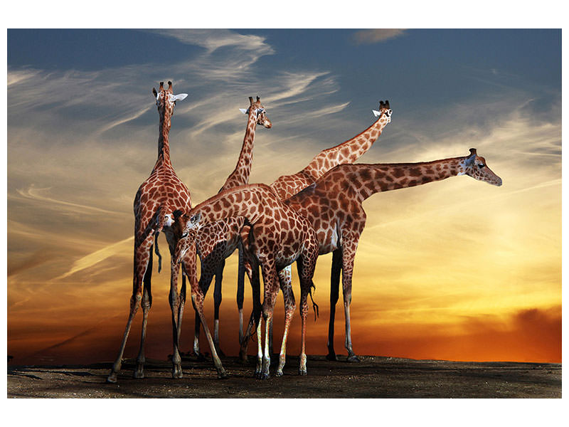 canvas-print-girafe-at-sunset