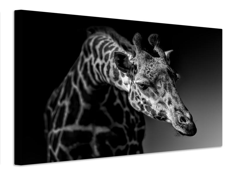 canvas-print-giraffe-x