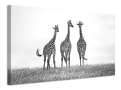 canvas-print-giraffes-in-the-mara-plains-x