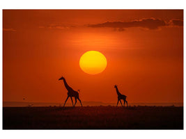canvas-print-giraffes-in-the-sunset-x