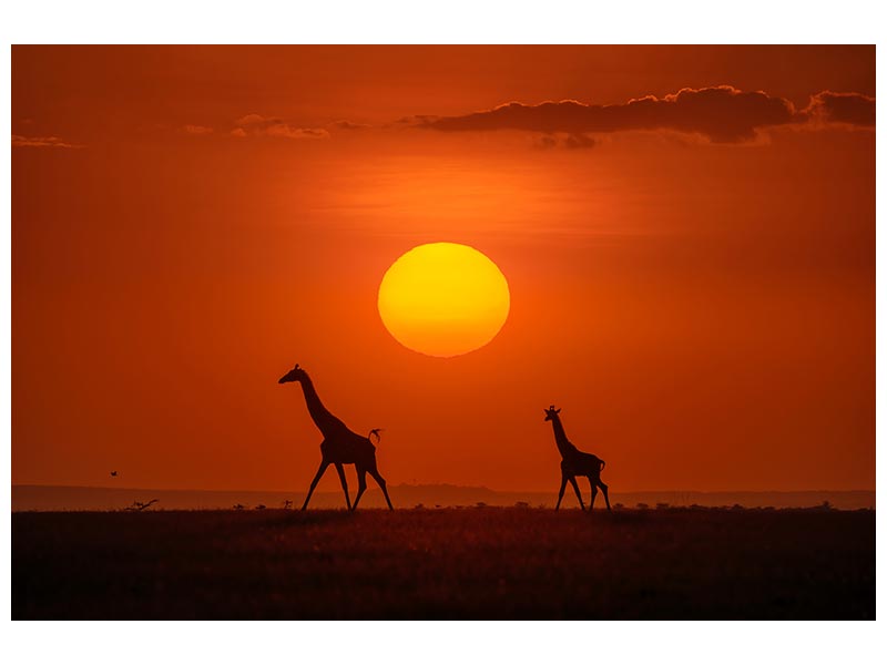 canvas-print-giraffes-in-the-sunset-x