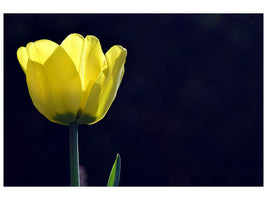 canvas-print-glowing-tulip