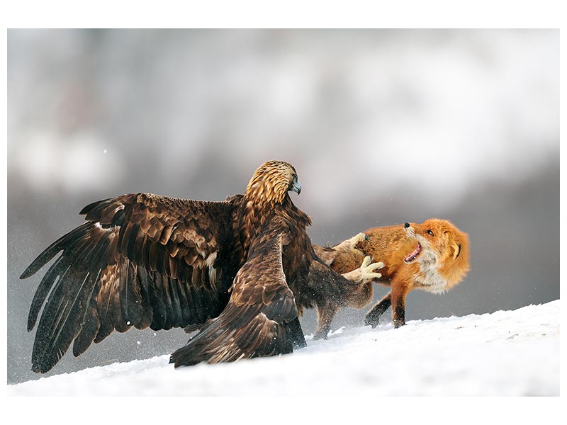 canvas-print-golden-eagle-and-red-fox-x