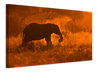 canvas-print-golden-elephant-in-savute-x