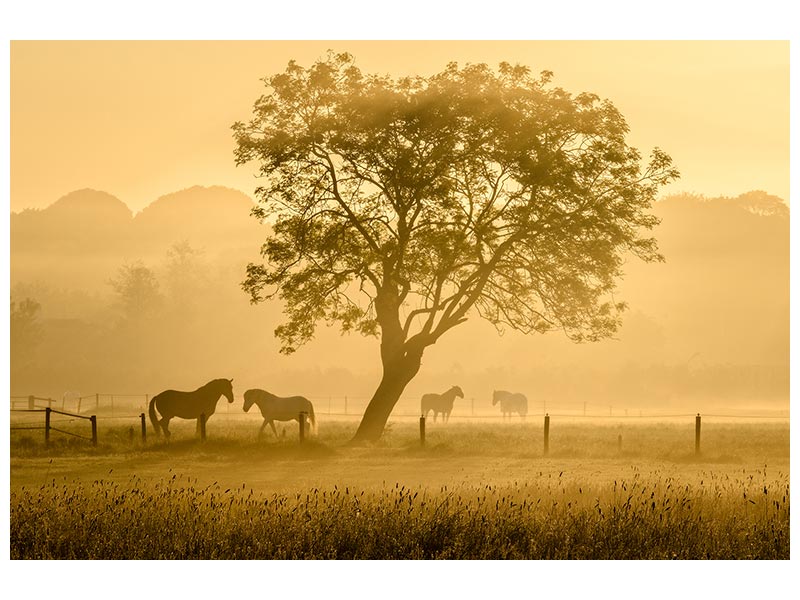 canvas-print-golden-horses-x