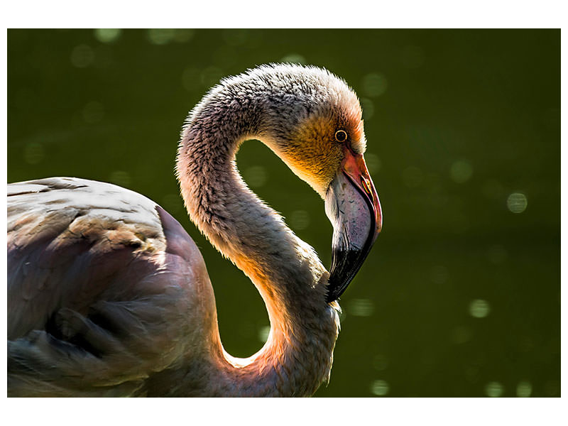 canvas-print-gorgeous-bird