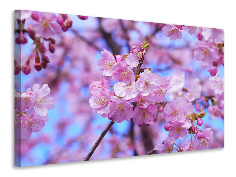 canvas-print-gorgeous-cherry-blossom