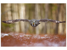 canvas-print-great-grey-owl