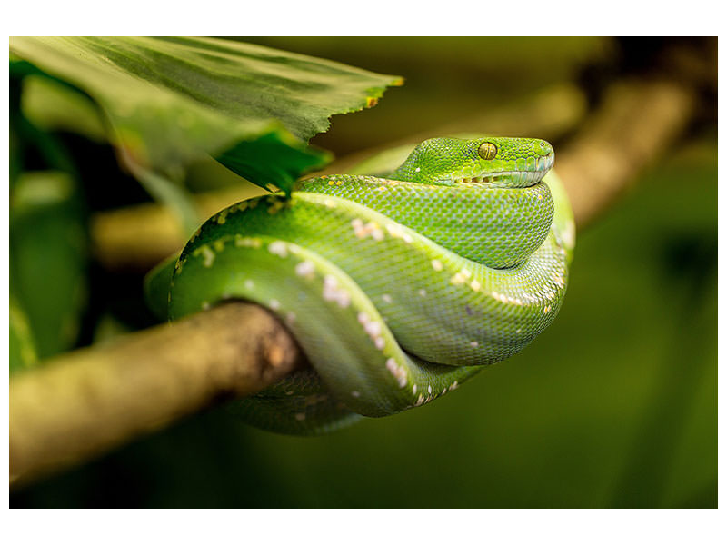 canvas-print-green-snake