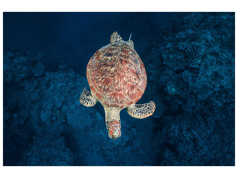 canvas-print-green-turtle-on-blue-water