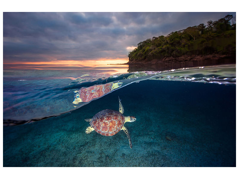 canvas-print-green-turtle-with-sunset