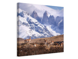 canvas-print-guanakos-in-patagonia-x