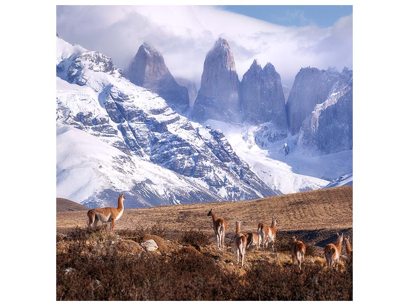 canvas-print-guanakos-in-patagonia-x