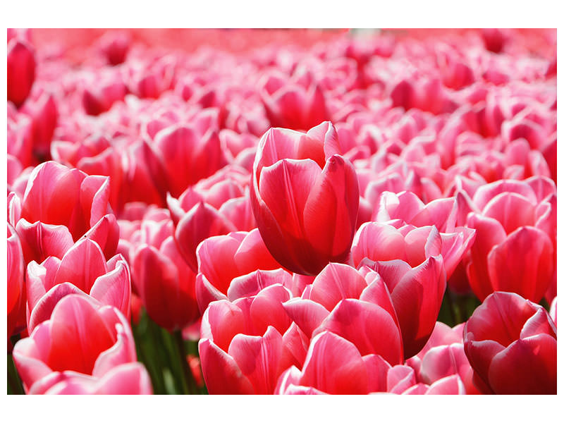 canvas-print-happy-tulip-field