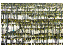 canvas-print-harvesting-kelp