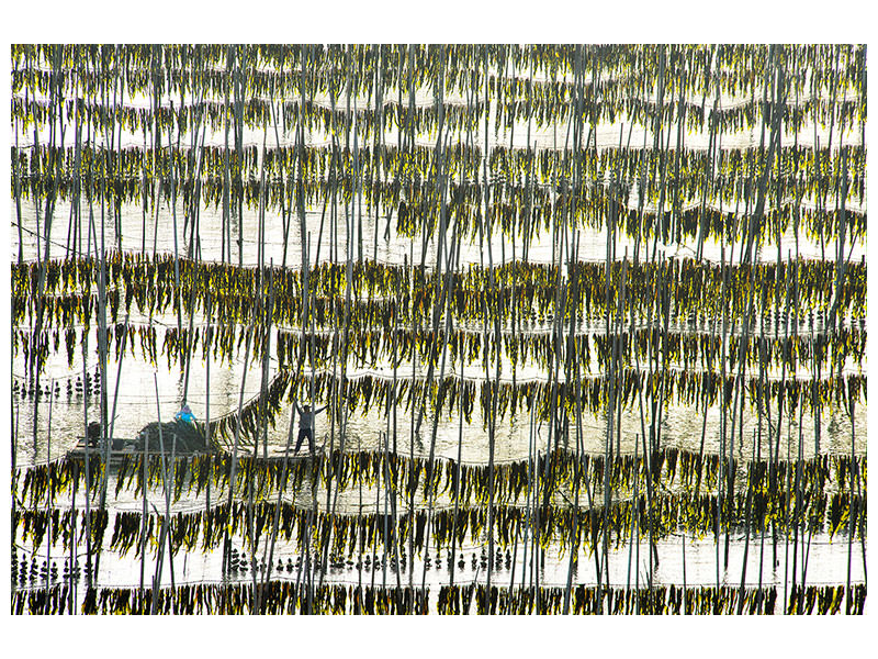 canvas-print-harvesting-kelp
