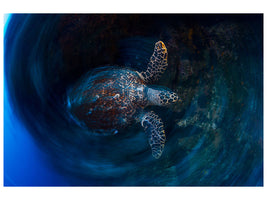 canvas-print-hawksbill-sea-turtle