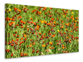 canvas-print-hawkweeds