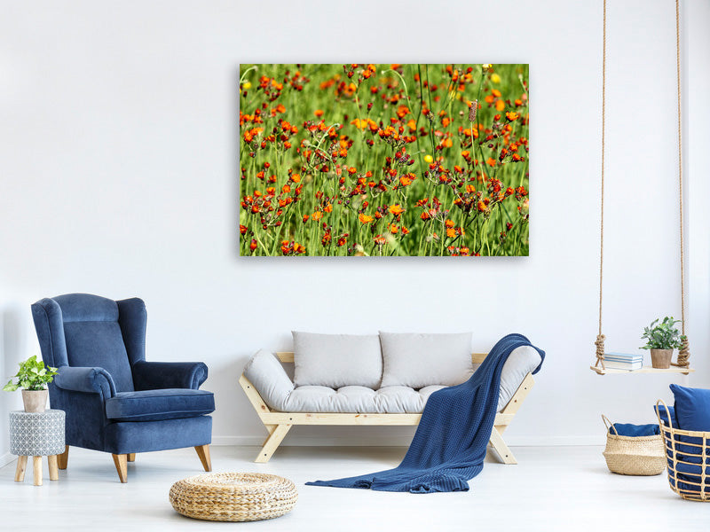 canvas-print-hawkweeds