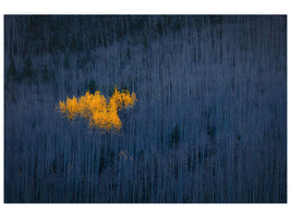 canvas-print-heart-of-aspens