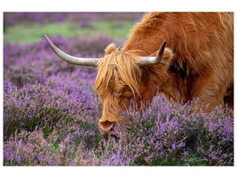 canvas-print-highland-graze-x