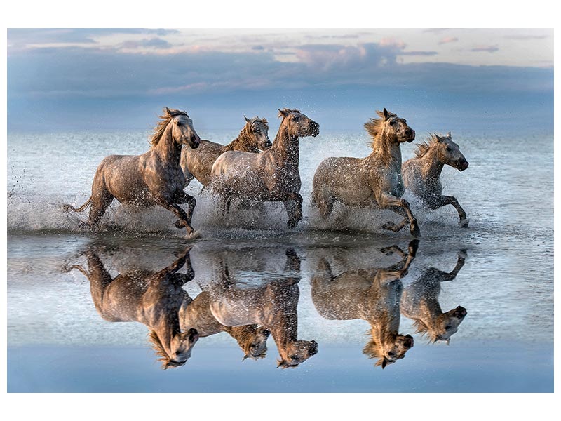 canvas-print-horses-and-reflection-x