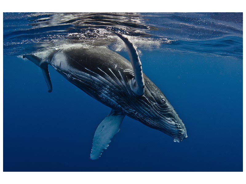 canvas-print-humpback-whale-calf-reunion-island-x