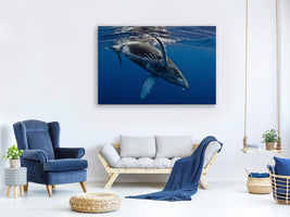 canvas-print-humpback-whale-calf-reunion-island-x