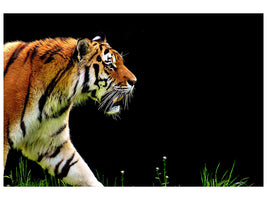 canvas-print-imposing-tiger